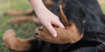 Bocconi di carne avvelenati nell’erba, cinque cani morti tra atroci sofferenze