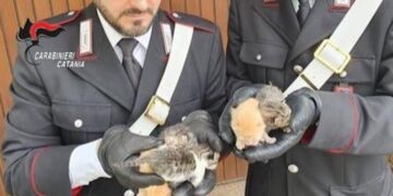 Miasmi dall’abitazione, i vicini temono per lei: all’interno cuccioli nel degrado. Donna denunciata