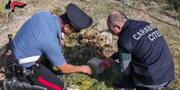 Messina: Bracconaggio e maltrattamento di animali, denunciato un 50enne