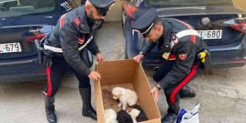 Otto cuccioli di cane abbandonati tra i rifiuti: salvati dai Carabinieri