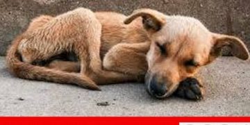 #IoNonTiAbbandono, partita la campagna del Partito Animalista Italiano