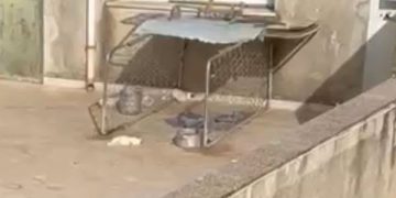 Lasciati sotto il sole a 43 gradi: quattro cuccioli morti tra atroci sofferenze, proprietario denunciato