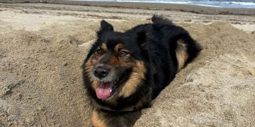 Giornata Mondiale del Cane, la situazione del randagismo in Sicilia