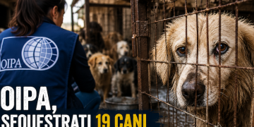 Sequestrati 19 cani tenuti in condizioni di degrado: denunciata la proprietaria